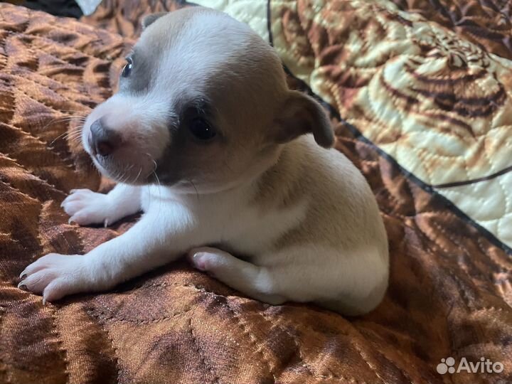 Щенки чихуахуа