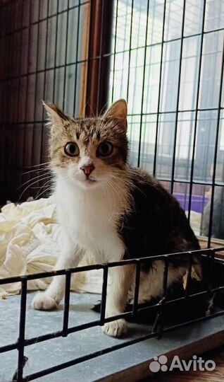 Киса с котятами в клетке. Им нужна любовь. Приют