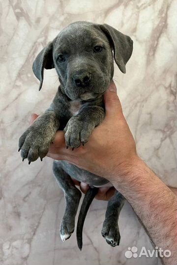 Щенки прайтер девочки