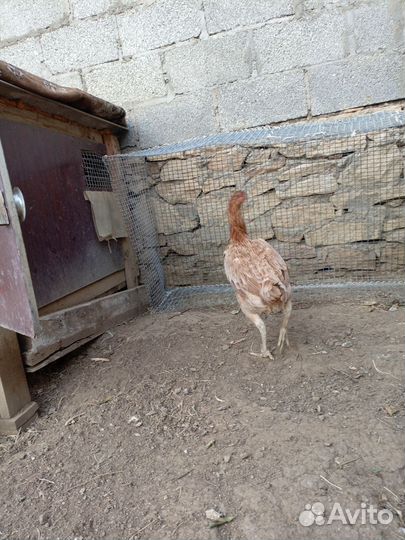 Бойцовая курица