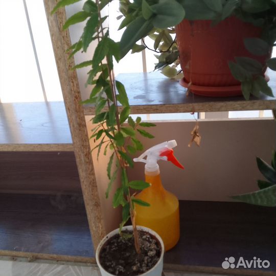 Комнатные растения