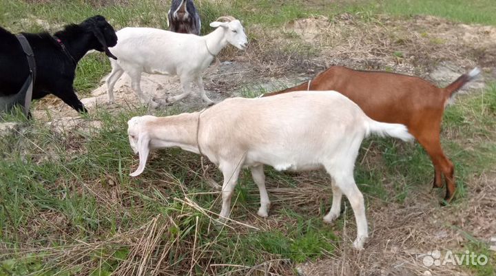 Козы 50/50 нубийцы/камори
