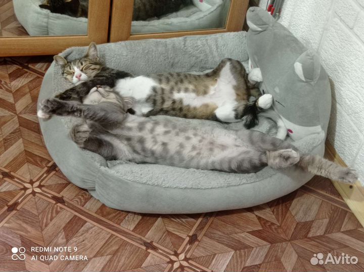 Передержка для собак и кошек