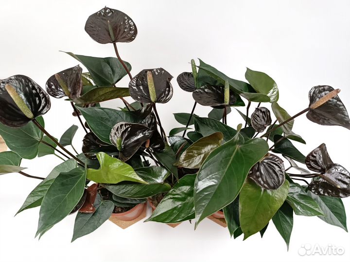 Антуриум черный принц