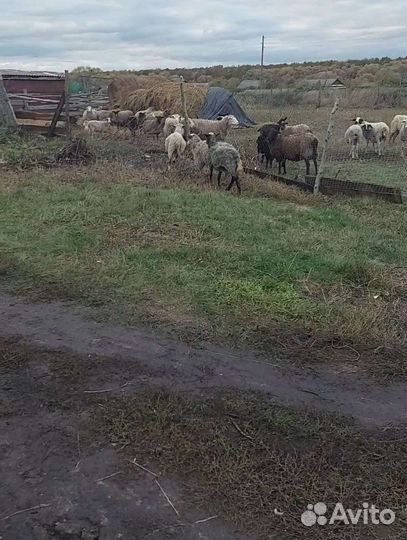 Романовские овцы ест много розни парода племенные