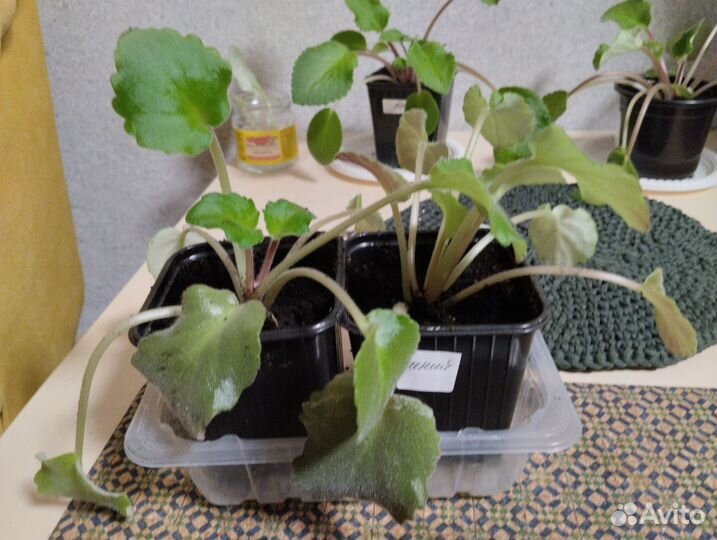 Комнатные цветы фиалки