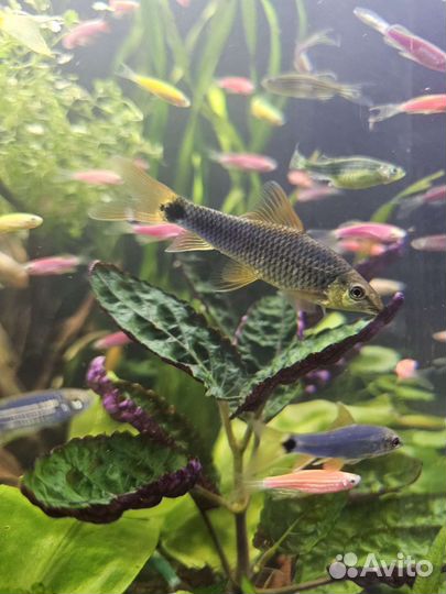 Водорослеед GLO, кардиналы, данио, растение