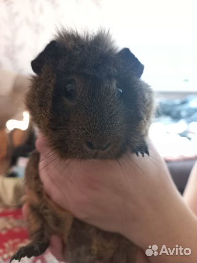 Морская свинка,розетка