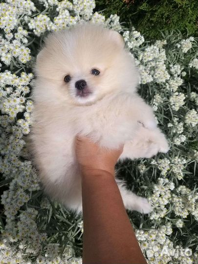 Кремовый Мишка Померанский шпиц