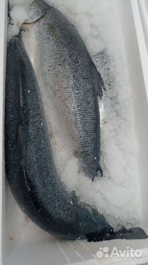 Лосось семга