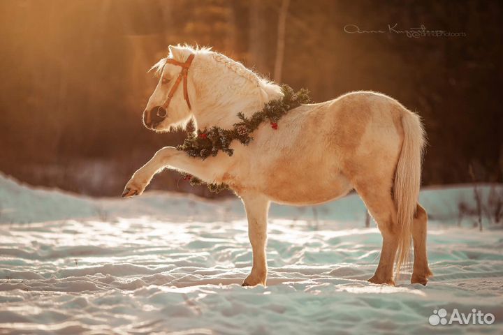 Шетлендский пони