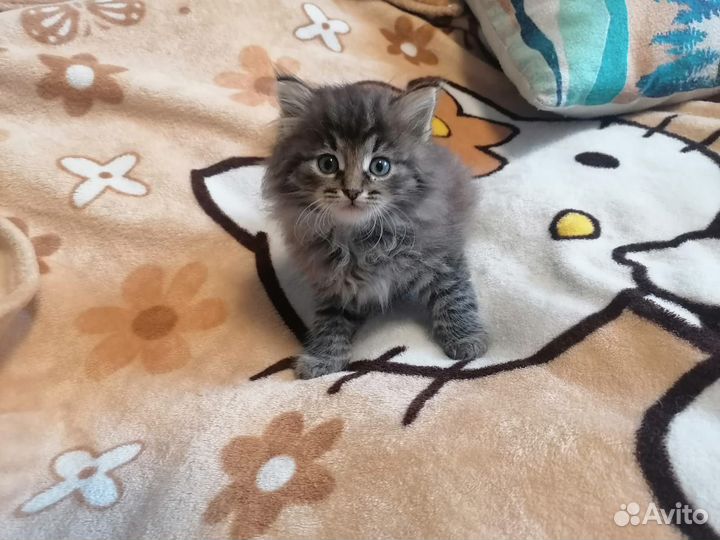 Котятки в добрые руки