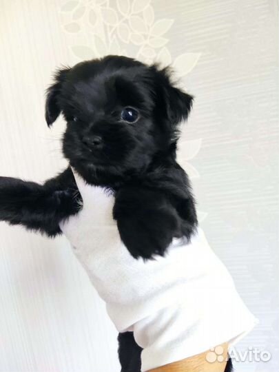 Черный цветной Йорк девочки Милашки