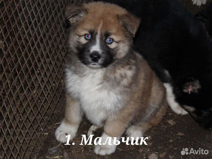 Щенок хаски метис