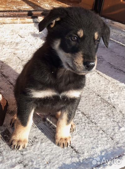 Щенки от овчарки