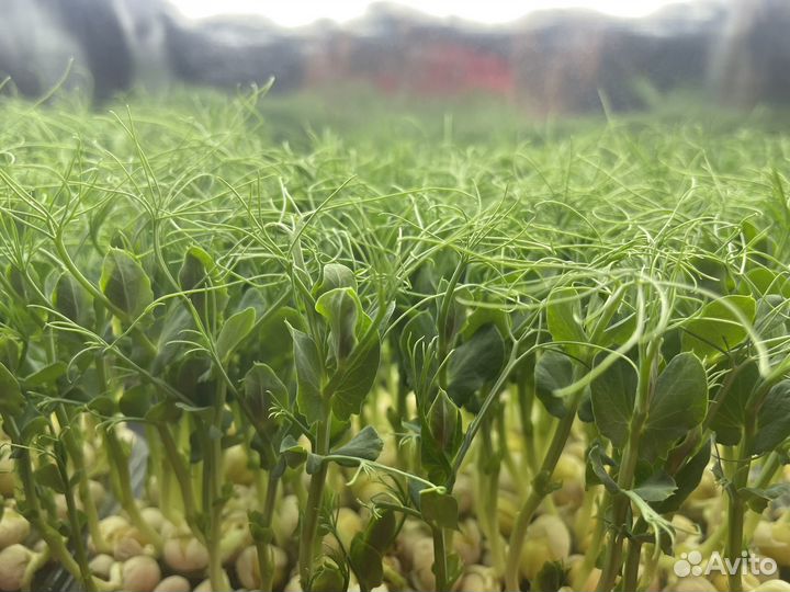 Микрозелень