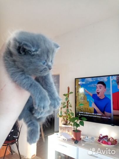 Британская