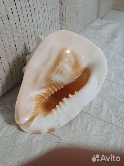 Раковина морская