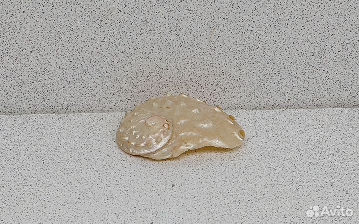 Халиотис перламутровый 5,7 ракушка раковина