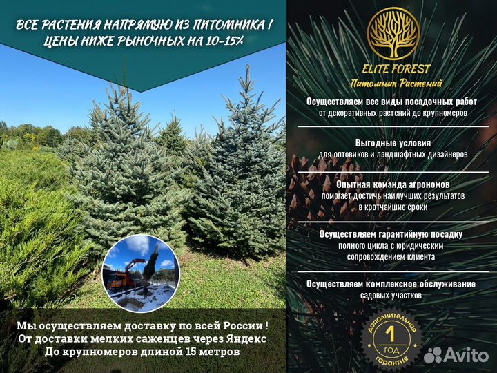 Туя Смарагд 1.70-2.00 м. арт.92