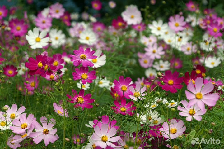 Цветы для дачи