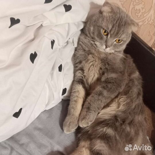 Шотландский кот бесплатно