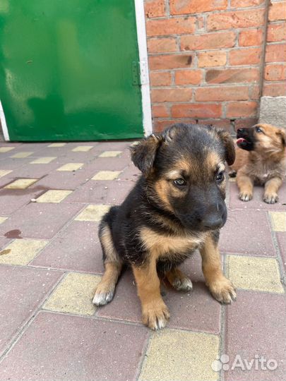Щенки немецкой овчарки в добрые руки