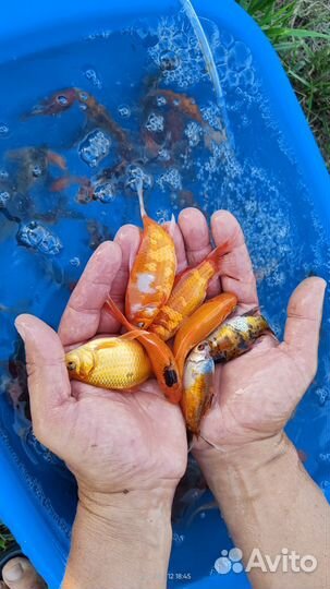 Кометы, Шубункины