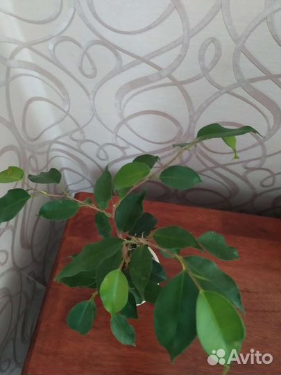 Фикус бенджамина