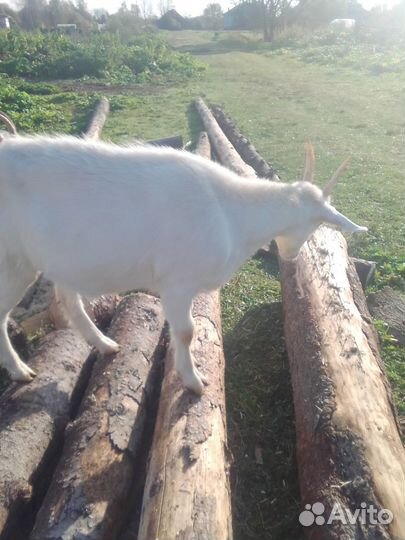 Козы,гуси,петухи