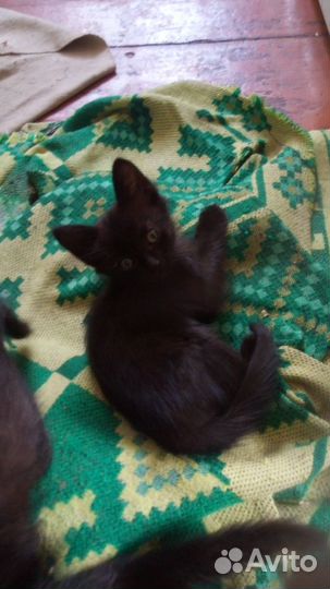 Черные котята в дар