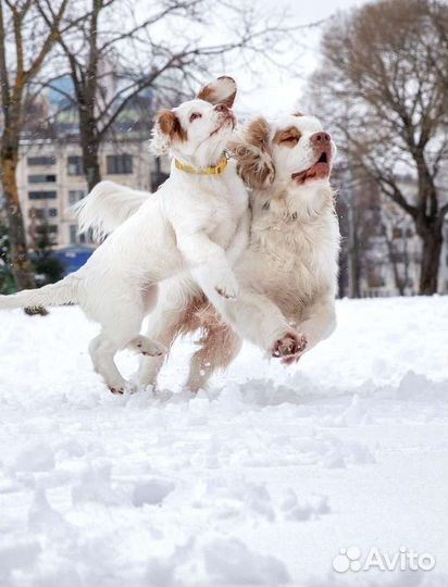 Кламбер спаниель щенки
