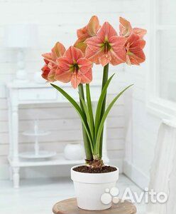 Гиппиаструм