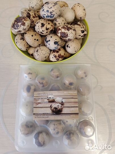 Яйца перепелиные домашние