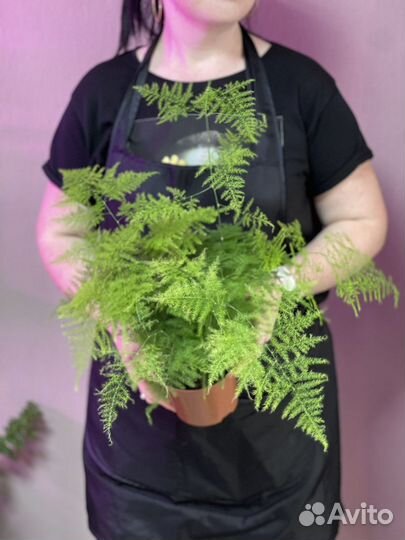 Аспарагус setaceus D12