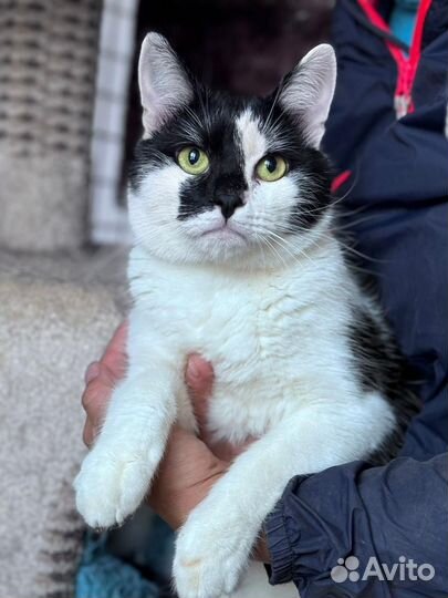 Котик Базилио ждет вас в приюте