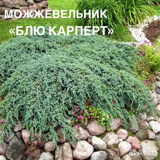 Можжевельник