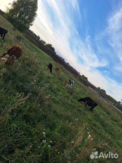 Телята молодняк