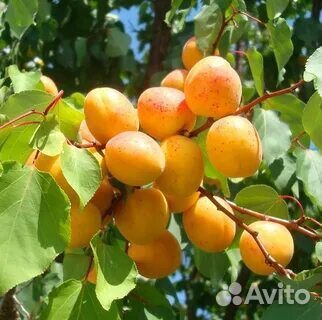 Саженцы Абрикоса колоновидного и низкорослого