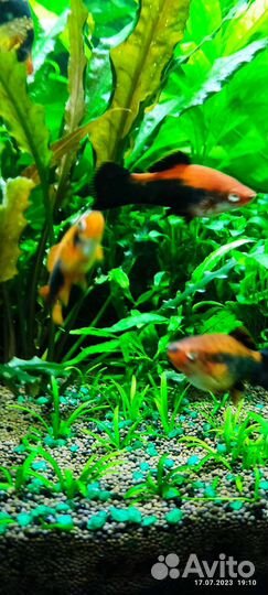 Меченосцы Кубинские