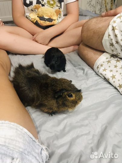 Морская свинка бесплатно