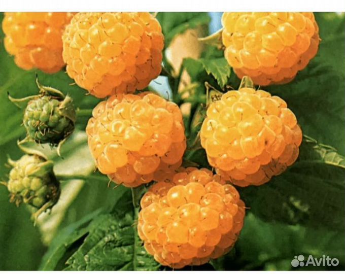 Саженцы малины, земляники садовой