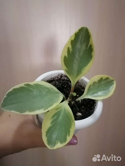 Комнатные цветы