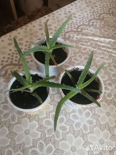 Алоэ(столетник)