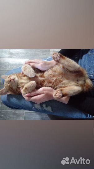 Курильский бобтейл рыжий