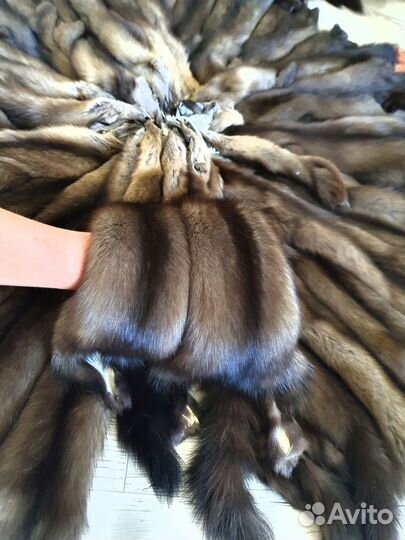 Продам шкуры соболя