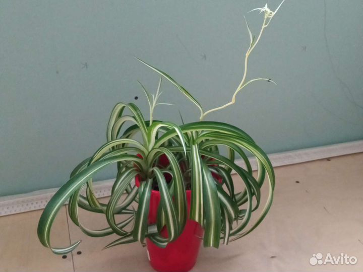 Хлорофитум кудрявый