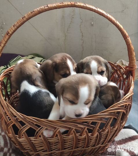 Собаки щенки бигль