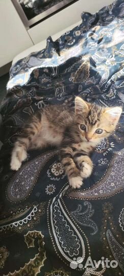 Котёнок девочка 3 месяца