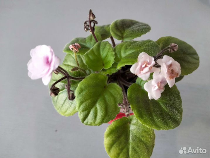 Стрептокарпус